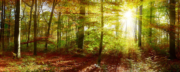  Waldpanorama mit Sonnenstrahlen