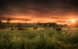 Summer farmland scene in sunset