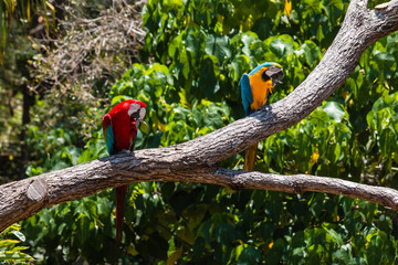 two macaw parrots sitting on tree branch