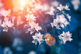 Vintage blossoming jasmine flowers
