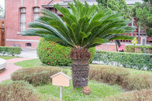 Sago Palm(cycas Revoluta Thunb)