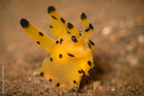 Fotomural A 'Pikachu' or Thecacera nudibranch, . Taken in Bali, Indonesia.