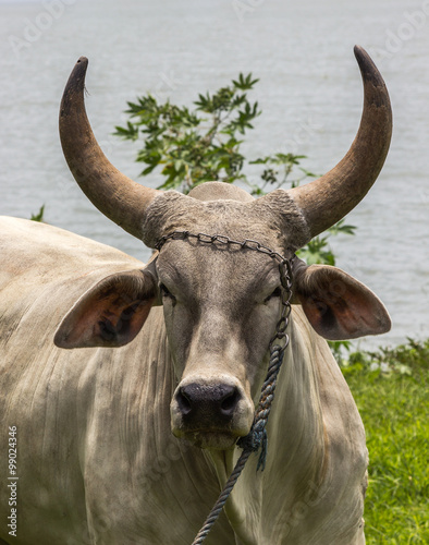 Touro Com Chifres Buy This Stock Photo And Explore Similar Images At Adobe Stock Adobe Stock