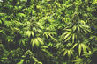 Background Texture of Marijuana Plants at Indoor Cannabis Farm with Flat Vintage Style
