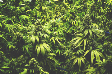 Background Texture of Marijuana Plants at Indoor Cannabis Farm with Flat Vintage Style