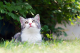 Fototapeta Mapy - Cat resting in the garden grass