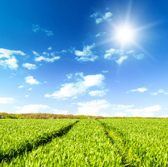Wall Mural - green field under blue sky with white clouds