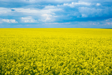 Wall Mural - field