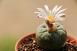 Flower of Lophophora koehresii cactus