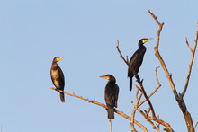 Great Cormorants On Dead Tree