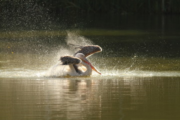 Wall Mural - pelecanus onocrotalus splashing water