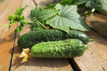 Cucumbers With Vines In The Summer Garden On Pine Boards