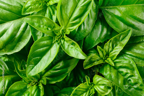 Fotomural Las hojas frescas de albahaca.