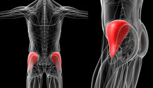3d Rendering Medical  Illustration Of The Red Gluteus Medius X-ray Collection