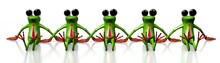 3D Frog Concept