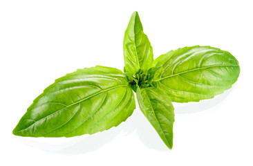 Basil leaves isolated on white background