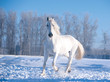 white horse runs in sunny winter day