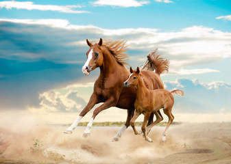 Wall Mural - arab mare and foal running in desert