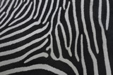Fototapeta Konie - Fragment of a zebra skin. Nature striped pattern for some black and white background. Texture of wild beauty. An example of natural drawing.