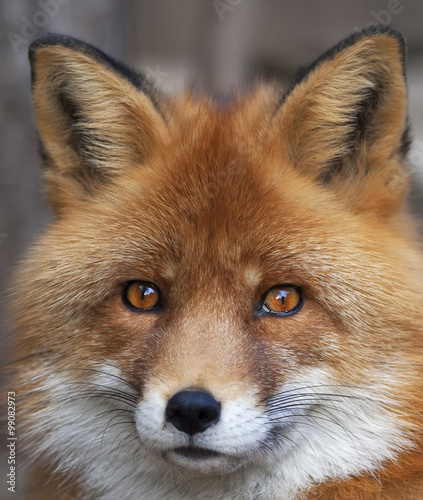 face-portrait-of-a-red-fox-male-vulpes-vulpes-the-head-a-beautiful-forest-wild-beast-smart-look-of-a-dodgy-vulpes-skilled-raptor-and-elegant-animal-cute-and-cuddly-creature