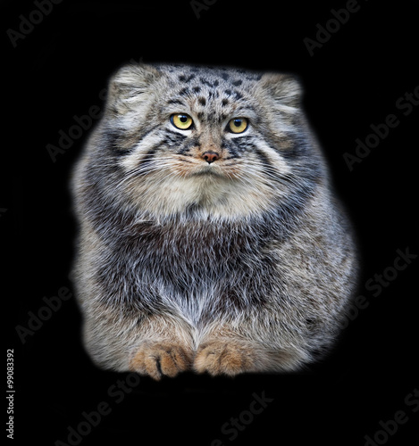 pallas cat plush