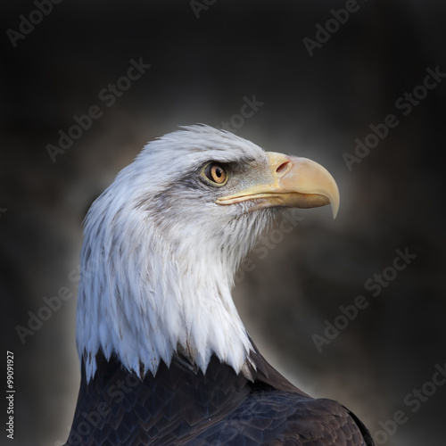 The head and shoulder of a bald eagle, haliaeetus leucocephalus, with
