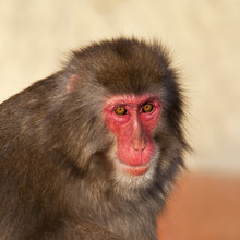 Stare Of A Japanese Macaque Male In Sunset Light. Expressive Red Face Of The Monkey Family Chief. Human Like Grimace Of The Excellent Animal. Inimitable Beauty Of The Wildlife.