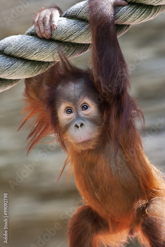 Fotografering Stare of an orangutan baby, hanging on thick rope