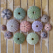 © Dimitrios - various colorful sea urchins on wooden background