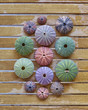© Dimitrios - various colorful sea urchins on wooden background