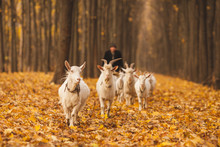 Shepherd With A Herd Of Goats Walking Through The Autumn Forest