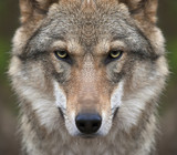 Fototapeta Zwierzęta - A look straight into your soul of a severe wolf female. Menacing expression of the young, two year old, european wolf, very beautiful animal and extreamly dangerous beast.