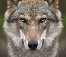 A Look Straight Into Your Soul Of A Severe Wolf Female. Menacing Expression Of The Young, Two Year Old, European Wolf, Very Beautiful Animal And Extreamly Dangerous Beast.
