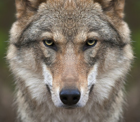 a look straight into your soul of a severe wolf female. menacing expression of the young, two year o