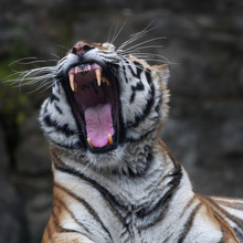 Dentist Exam Of A Siberian Tigress. Face Portrait Of The Biggest Cat, Yawning Red Tiger. The Most Dangerous And Mighty Beast Of The World. Very Powerful And Dodgy Raptor..