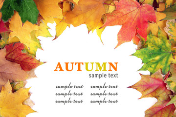 Poster - Frame of autumn maple leaves with copy space on white background