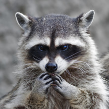 The Head And Hands Of A Cute And Cuddly Raccoon, That Can Be Very Dangerous Beast. Side Face Portrait Of The Excellent Representative Of The Wildlife. Human Like Expression On The Animal Face..