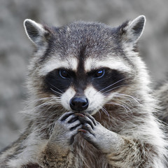 the head and hands of a cute and cuddly raccoon, that can be very dangerous beast. side face portrai