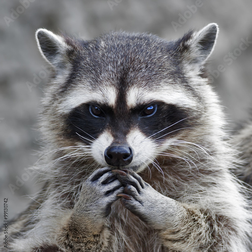 Fotomural The head and hands of a cute and cuddly raccoon, that can be very dangerous beast