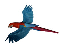 Scarlet Macaw, Parrot, Flying - 3D Render