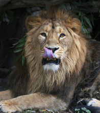 Asian Lion With Tongue In His Nose. Square Image. The King Of Beasts, Biggest Cat Of The World, Looking Straight Into The Camera. The Most Dangerous And Mighty Predator Of The World.
