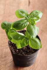 Canvas Print - sweet basil plant.