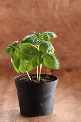 Wall Mural - sweet basil plant.