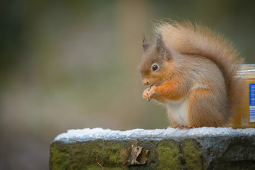 Wall Mural - red squirrel