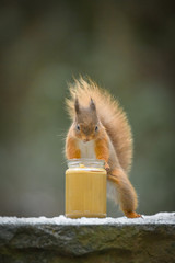 Wall Mural - red squirrel