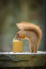 Wall Mural - funny red squirrel