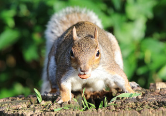 Wall Mural - Close up of a Grey Squirrel eating nuts on a tree trunk in autumn