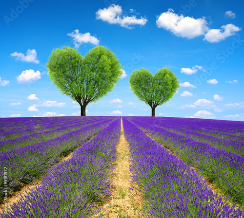 Fototapeta na wymiar Lavender field with tree in the shape of heart. Valentines day.