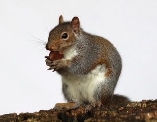 Wall Mural - Portrait of a Grey Squirrel enjoying a chestnut while sitting on a tree trunk