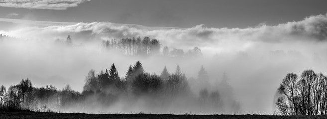 morning fog and a forest